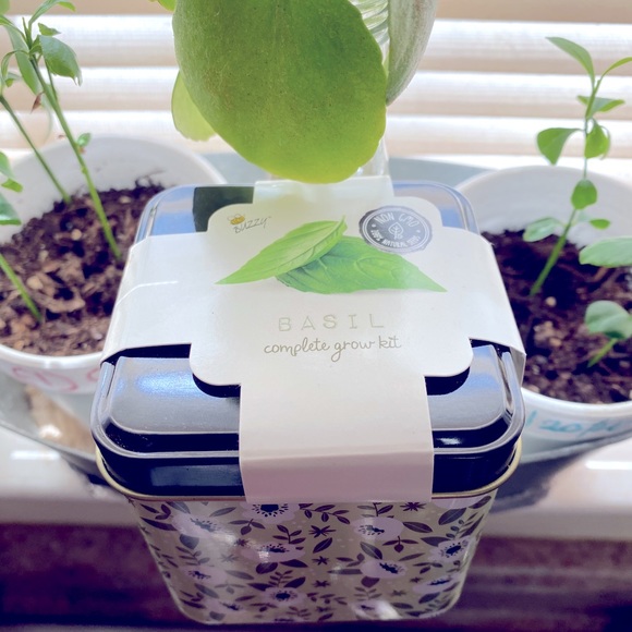 Basil - Picture 3 of 4